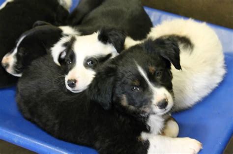 Victoria animal control is located in telferner city of texas state. SUPER URGENT - DON´T HESITATE, THEY KILL BABIES TOO Collie ...