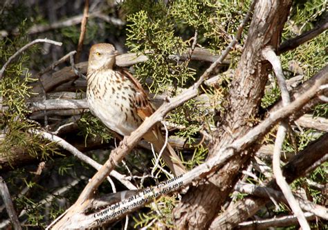 Birds Of The Texas Panhandle Brown Thrasher