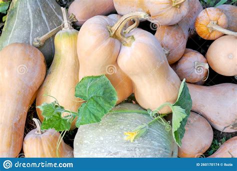 Varieties Of Ripe Pumpkins In A Pile In The Stock Photo Image Of