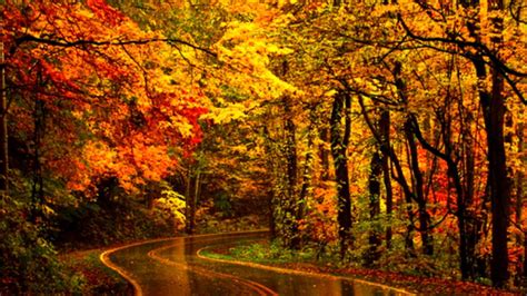 Road Between Colorful Autumn Trees During Rain Hd Nature