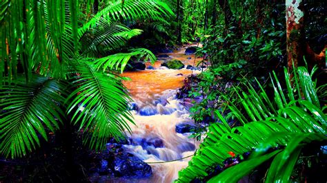 66 Amazon Rainforest Wallpaper On Wallpapersafari