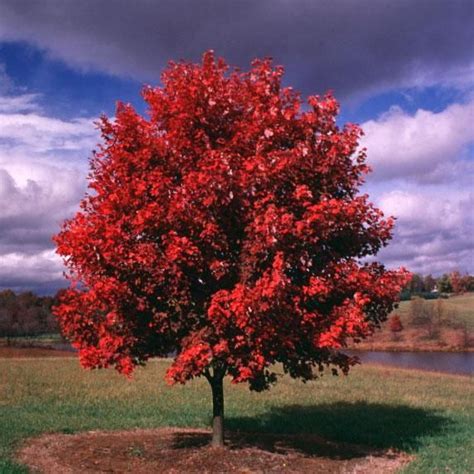 October Glory Maple Tree 3 4 Ft Bare Root Healthy Roots Fall 2021 In