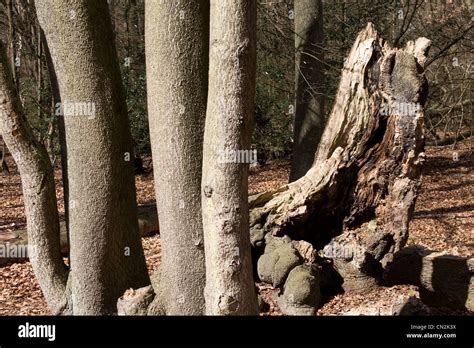 Epping Forest Ancient Trees Royal Woodland Stock Photo Alamy