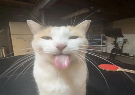 Blehhhhh P Cat Template Blehhhhh P Cat Silly Cats Pictures Silly