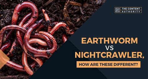 Earthworm Vs Nightcrawler How Are These Different