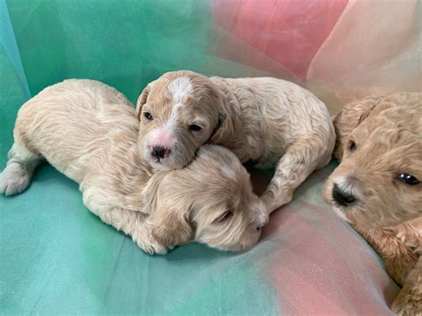 Below is a sample search of our cockapoo breeders with puppies for sale. Cockapoo Puppies for Sale, Apricot and White Parti Color Pups!