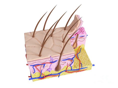 Illustration Of The Human Skin Photograph By Sebastian Kaulitzki