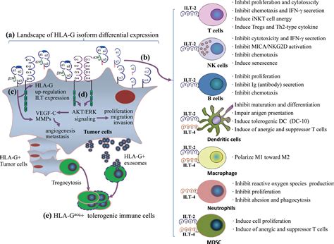 Frontiers Hla G Ilts Targeted Solid Cancer Immunotherapy Opportunities And Challenges