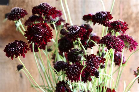 Scabiosa Black Knight Woodinville Garden Club