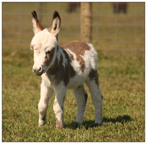 Miniature Donkey Newborns Miniature Donkey Babies Born In 2015 At Haa