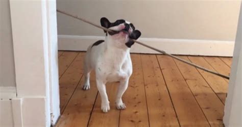 A Puppy Tries To Get A Long Stick Through The Door Funny Dogs Gallery