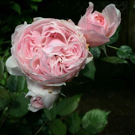 Pin By Marsha Humphreys Badgett On Incredibly Beautiful Florals