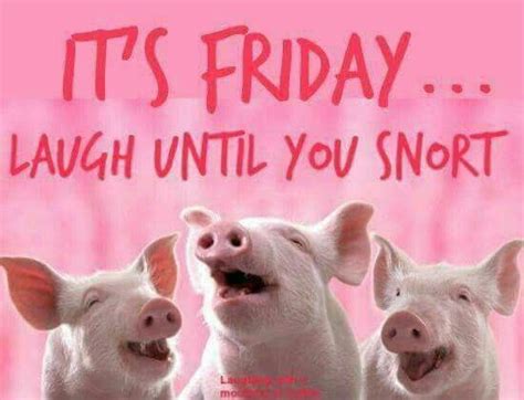 Friday Pigs T Meme Friday Quotes Funny Morning Quotes Funny Funny
