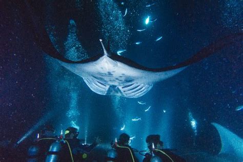Manta Ray Night Snorkel Big Island Divers Kailua Kona Traveller
