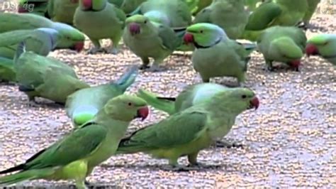 Amazing Birds Parrots In India Documentary Youtube