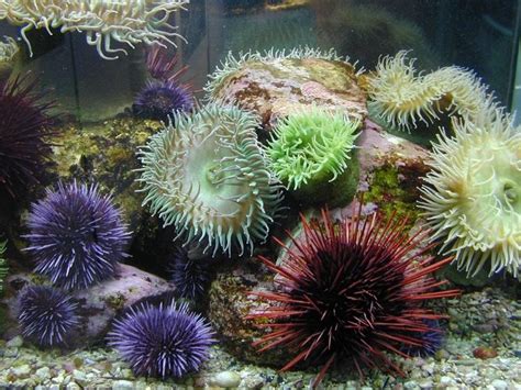 Sea Urchin And Coral Color Reference Ocean Anenome Pinterest