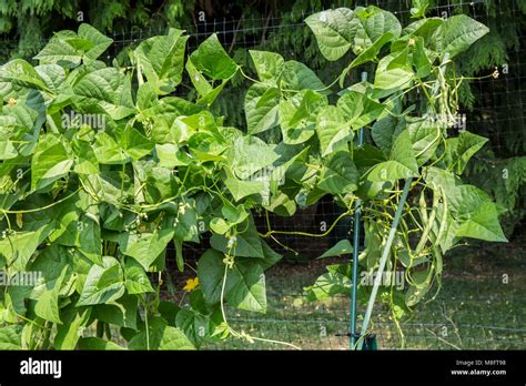 Pole Green Beans Growing On A Trellis Stock Photo Alamy