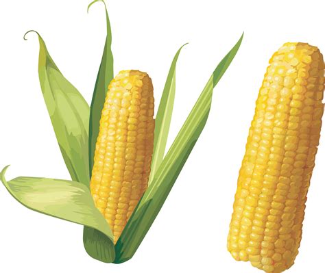 Corncob Clipart 20 Free Cliparts Download Images On Clipground 2023