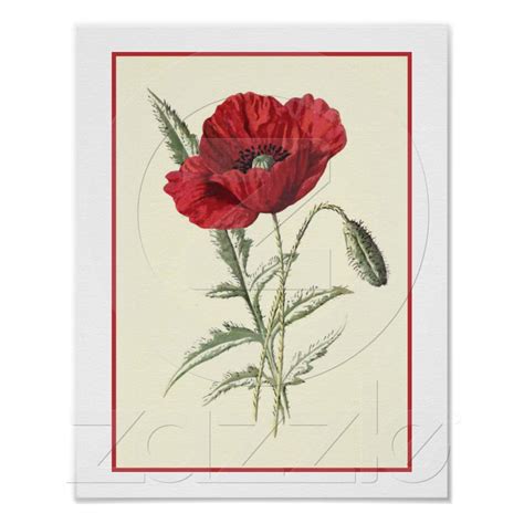 Decor Opium Poppy Botanical Illustration Poster Vintage Giclee Print