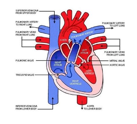 Anatomy Heart Quiz Review Diagram Quizlet