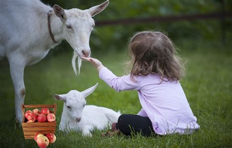 Can Goats Eat Apples A Crunchy Delight Or A No Go Animal Hype