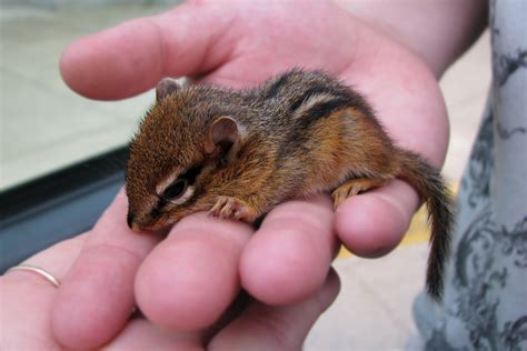 The Mews News Chipmunk Baby