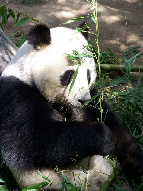 Gambar Hal Tentang Panda Sejarah Fakta Unik Gambar Fauna Di Rebanas