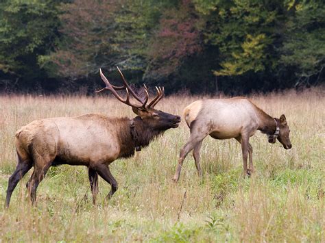 North Carolina Elk Restoration North Carolina Wildlife Federation