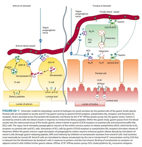 Physiology Of Acid Secretion Agents That Reduce Intragastric Acidity