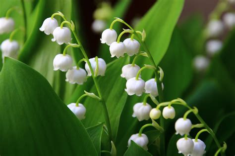 1er Mai Muguet Offrir Du Muguet Avant Le 1er Mai Photo De Fleur Une C Est En 1561