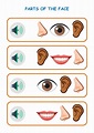 Parts of the face interactive and downloadable worksheet. You can do ...