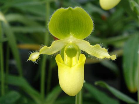 Paphiopedilum Primulinum Care And Culture Travaldo S Blog