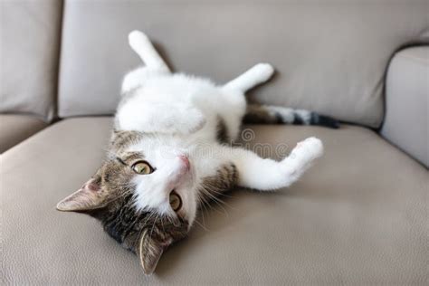 Domestic Cat Laying On Leather Couch Stock Photo Image Of Animal