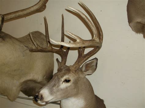 Non Typical Whitetail Mount Upper 150s Class Buck