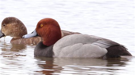 Redhead Ducks Diving In Lake Youtube