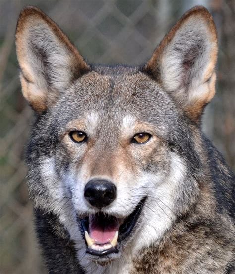 Red Wolf: Then and Now » Wild South