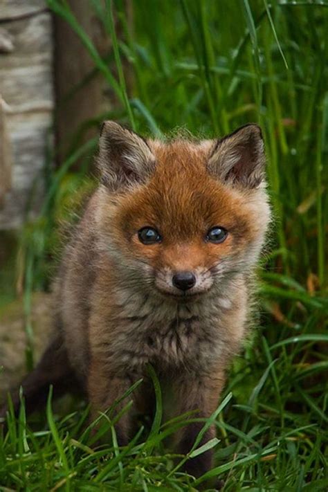 Adorable ♥ Animals ༻ Little Baby Fox Cutest Animals