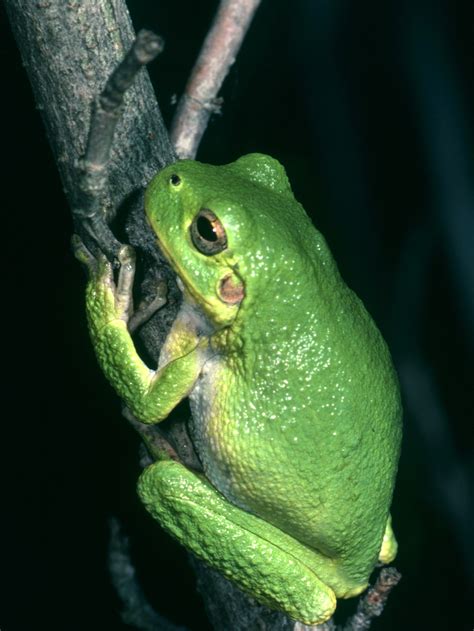 Hyla Versicoor The Northern Gray Tree Frog
