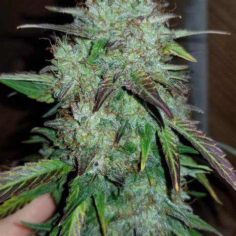 In this grow journal, you can see northern lights feminized being grown with cfl lights. Northern Lights Autoflower, Northern Lights Autoflower ...