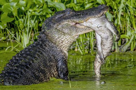 gruesome moment massive alligator devours one of its own and swallows its entire tail the