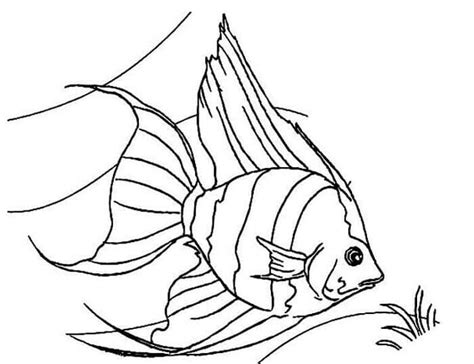 17 Contoh Gambar Sketsa Ikan Yang Mudah Digambar Broonet