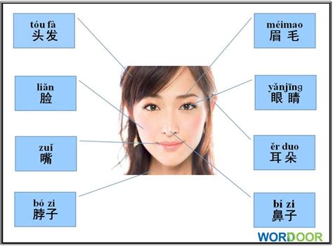 Wordoor Chinese Body Parts Chinese Mandarin Language Flashcards