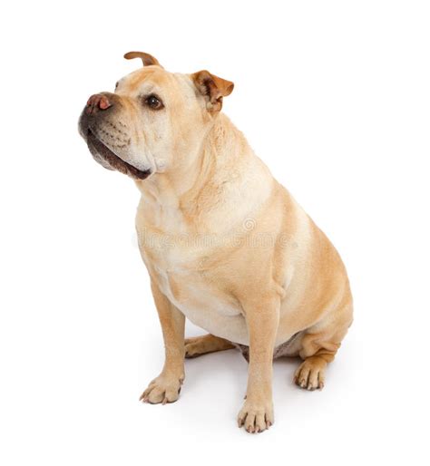 english bulldog  shar pei mixed breed dog royalty  stock  image