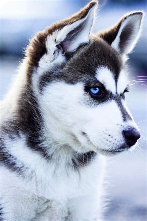 Siberian Husky Beauty Beautiful Dogs Dogs Puppies