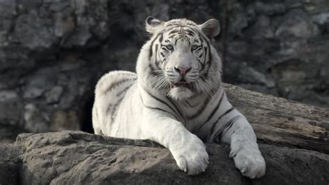 A Young Bengal Tiger Male Lying And Calm Looking Around The Most