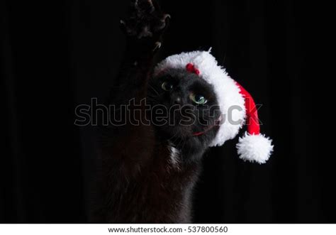 Black Cat Santa Hat Raising Her Stock Photo 537800560 Shutterstock