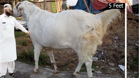 Biggest Goat In Bangladesh 2020 Biggest Goat Collection In World