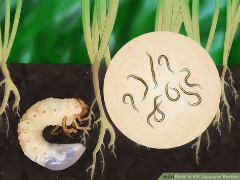 How To Kill Japanese Beetles 9 Steps With Pictures Wikihow