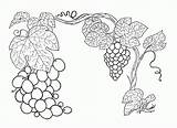 Grapes Coloring Printable Grape Vine Grapevine Plant Colouring sketch template
