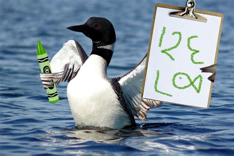 Loon Count Director Swears This Is the Year Maine Loons Finally Learn 